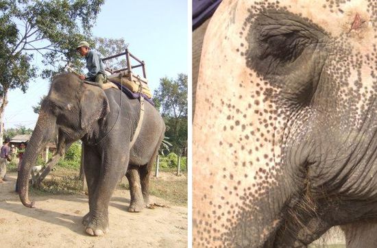 Wir dankem unserem Elfanten fuer die netten zwei Stunden, die wir mit ihm verbringen durften!