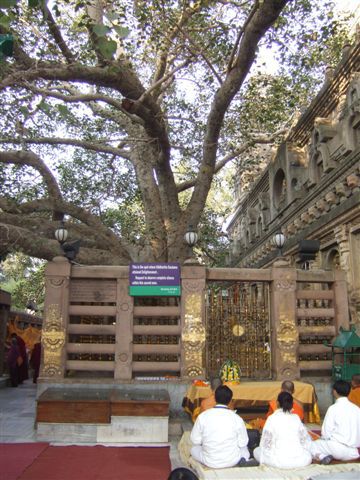 Mahabodhi. Der Baum, der heute hier steht, ist der Ueberlieferung nach ein Abkoemmling des Originalbaumes unter dem Budhha einst sass.