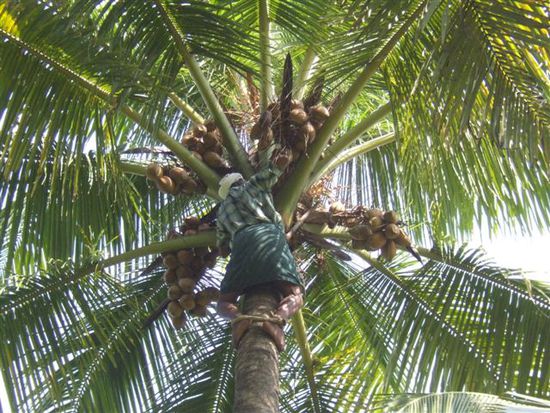 Eine Kokosnuss gehoert natuerlich hier in Kerala zum Fixprogramm, also klettert dieser Inder auf eine Palme und beschert jedem Touristen eine frische 'Kera'!