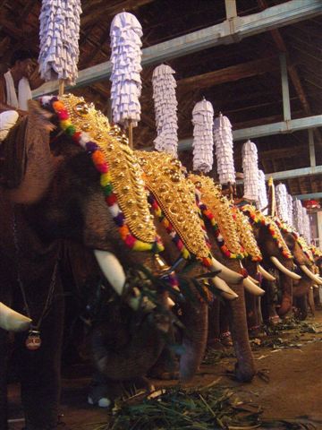 Das Festival findet in einem Tempel statt. Ganesha, der elefantenkoepfige Gott spielt als Gott der Weisheit eine wichtige Rolle im Hinduismus und wird oft angebetet. In dieser Zeremonie hier stehen an die 15 Elefanten dicht nebeneinander inmitten von zigtausenden Menschen.