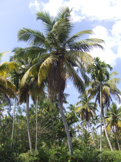 Cochin liegt im Bundesstaat Kerala, was Land der Kokosnuesse bedeutet und tatsaechlich sind ueberall Kokosnussbaeume zu sehen. Endlich mal wieder alles gruen nach den vielen oftmals verschmutzten und zugebauten Grossstaedten Indiens.....Balsam fuer die Seele!!