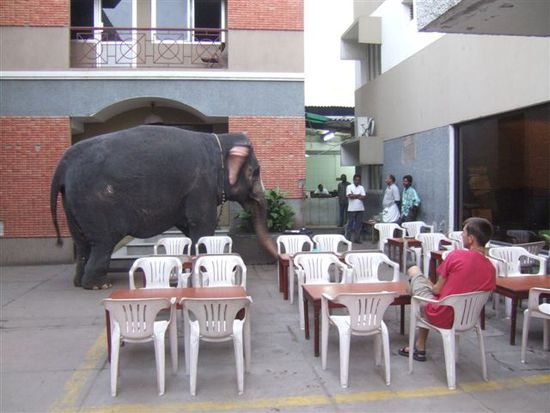 Unten im Hof vor dem Hotel wird jeden Morgen der Tempelelefant gefuettert. Fuer die Menschen hier ganz normal, dass ein Elefant vor dem Fenster vorbeilaeuft. Uns tut der Dickhaeuter einfach nur leid!