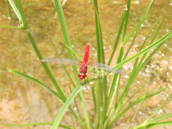 Eine Libelle - hier mal in rot