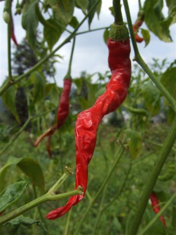 Chili