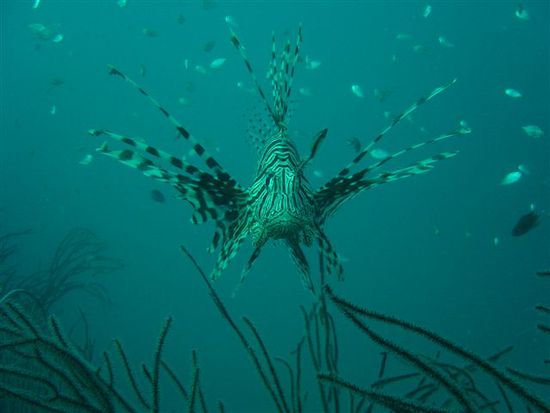 Rotfeuerfisch