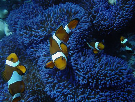 Clownfish Nemo