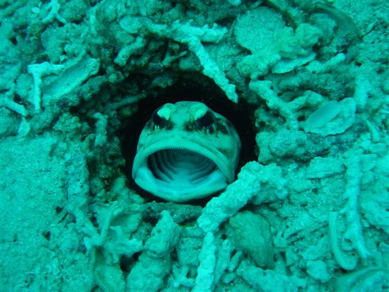 Mein(=Fred) absoluter Favorit: Jawfish oder zu deutsch: Tunnelbauer!!!!