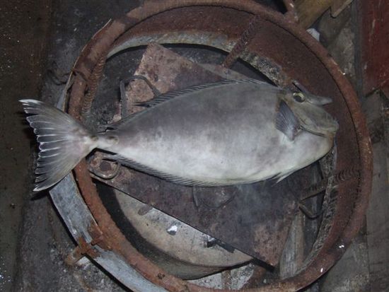 An einem Abend hat uns Joe einen Nasendoktorfisch zubereitet....