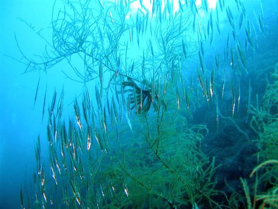 Name dieser Fische faellt uns nimma ein????
