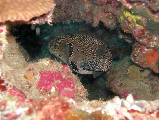 Pufferfish