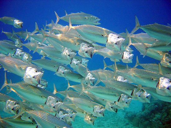 ...und mal von ganz nah (so sieht dann die Profiaufnahme dazu aus)...woher der Name "Grossmaul" ruehrt bedarf wohl keiner weiteren Erklaerung