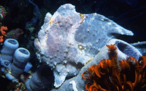 Anglerfisch - Frogfish