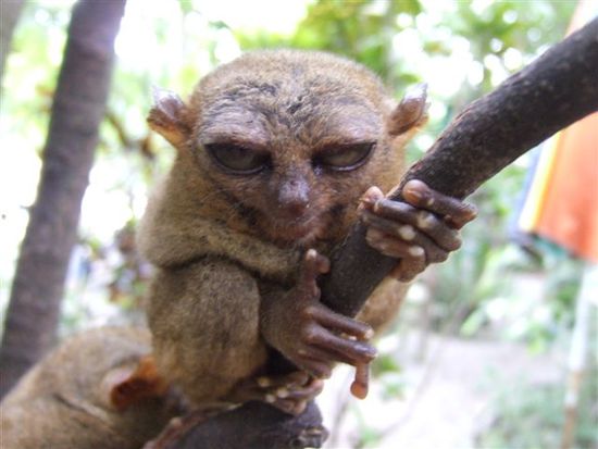 Tarsier....hier noch ein wenig am schlummern....
