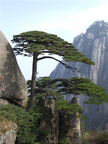 Hier die bekannte "Welcoming Guest Pine".....wie man sieht waere es theoretisch auch moeglich 10m zur Seite zu gehen, um ein Foto von NUR der Pinie zu schiessen!