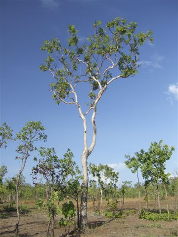 Eine von vielen Eukalyptusarten