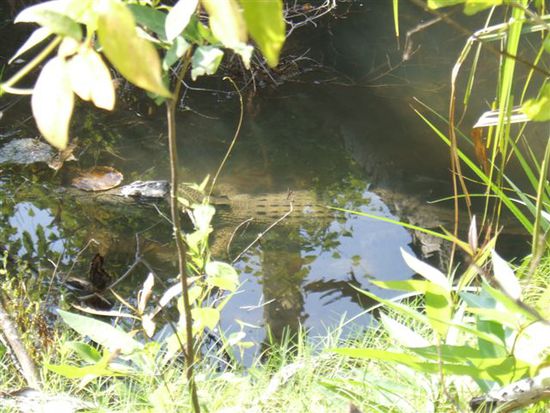 ...liegt dieses kleine (ca. 1,5m) Croc in einem Pool direkt neben uns!