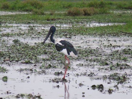 Jabiru