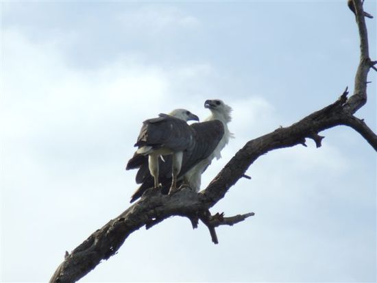 Seeadler