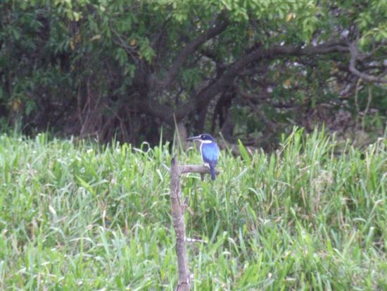King Fisher