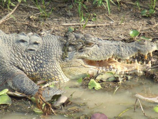 Croc