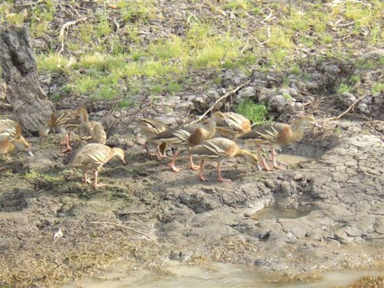 Enten