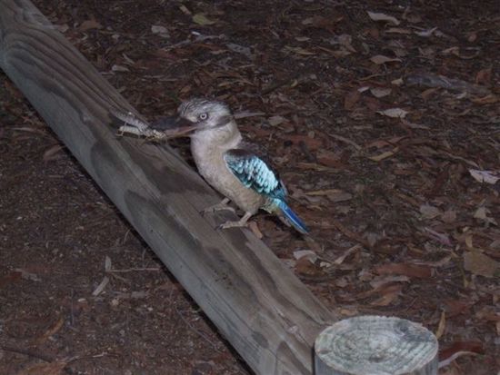 Kookaburra beim Fruehstueck