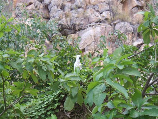 Gelbhaubenkakadu