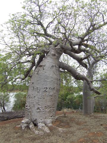 Gregory-Tree
