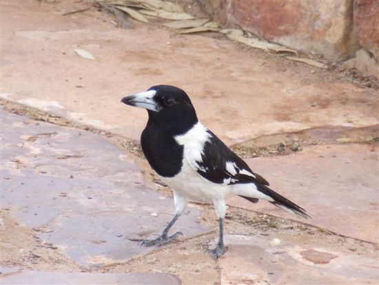 Flötenvogel / Australian Magpie