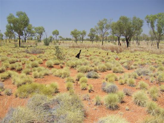 ....Spinifex-Landschaften,....