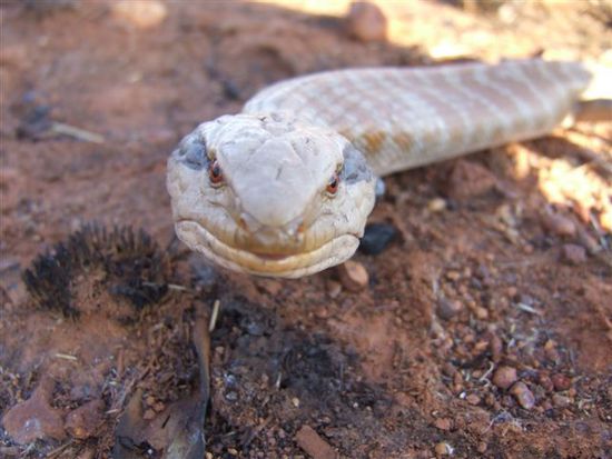 Warum ich vom "herrlichen" Skink schreibe wird bei diesem Bild hoffentlich klar