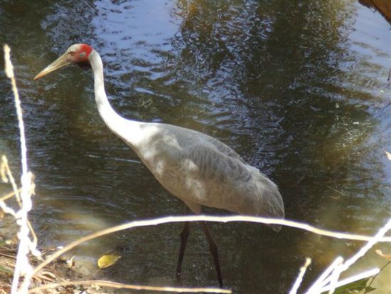 Jabiru