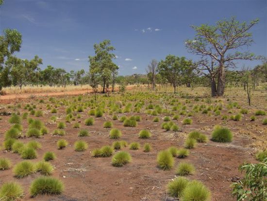 Spinifex-Landschaft