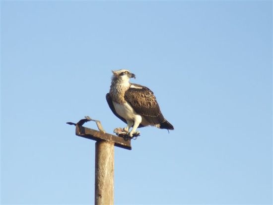 Seeadler...