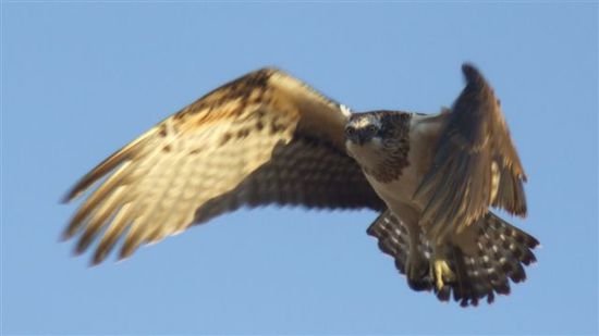 ...im Flug