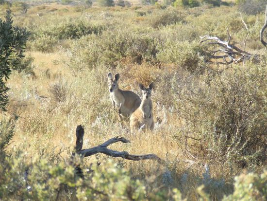Natuerlich wieder viele Kaengurus