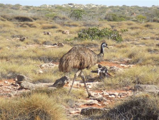 ...bis uns dann tatsaechlich ein Emu ueber den Weg lief