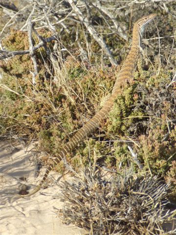 Yellow spotted monitor