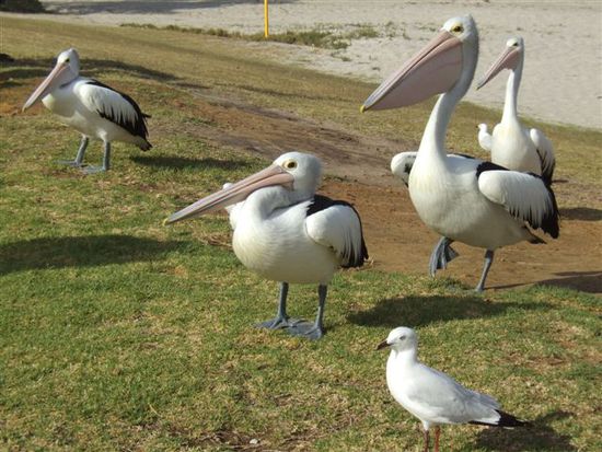 Puenktlich um 8:45Uhr stehen die Pelikane in Kalbarri am Strand zur morgentlichen Fuetterung bereit...