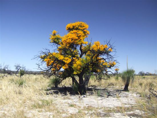 Westaustralischer Weihnachtsbaum!
Wir sind echt immer wieder aufs Neue beeindruckt von der genialen Flora hier....
