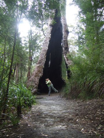 Giant Tingle Tree