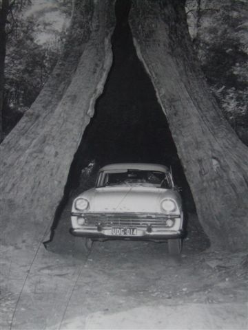 Ein Bild von frueher als es noch moeglich war mit dem Auto bis zum Baum zu fahren
