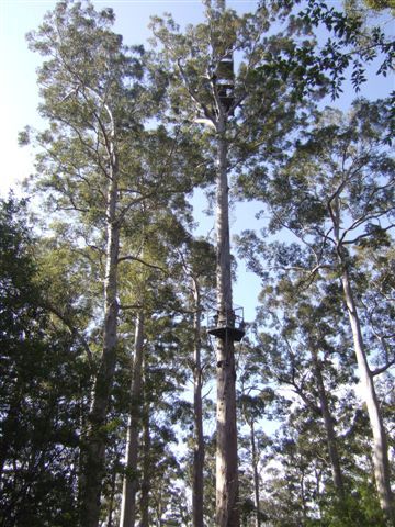 Bicentennial Tree, Warren NP