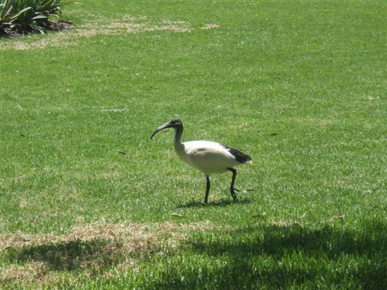 ...dem westaustralischen Ibis...