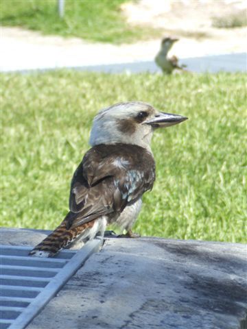 Kookaburra...auch Lachender Hans genannt