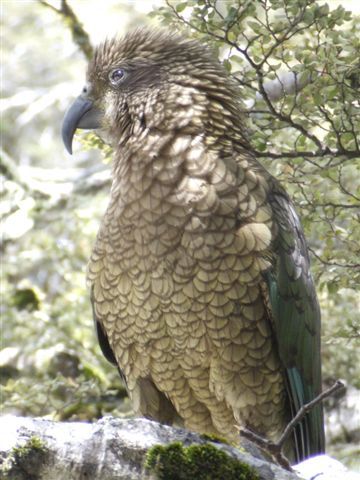 Kea