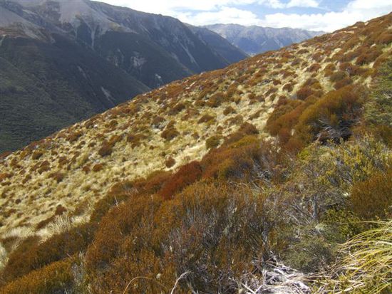 Tussock-Gras-Landschaft
