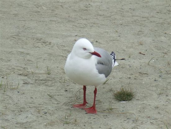 Eine der vielen Moewenarten - Red Billed Gull