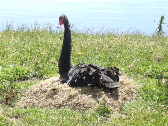 Schwarzer Schwan