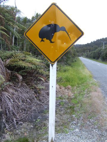 Kiwi